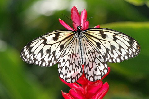 世界中の蝶々が集められているバタフライファーム
