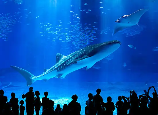 沖縄美ら海水族館（イメージ）