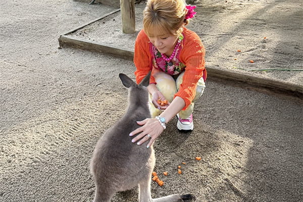 カンガルーの餌付け体験