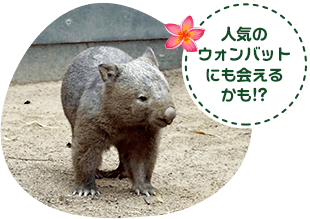 ウォンバット