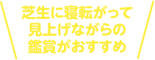 芝生に寝転がって見上げながらの鑑賞がおすすめ