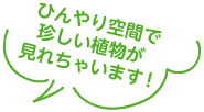 ひんやり空間で珍しい植物が見れちゃいます！