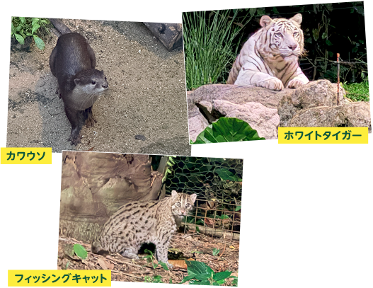 ナイトサファリ