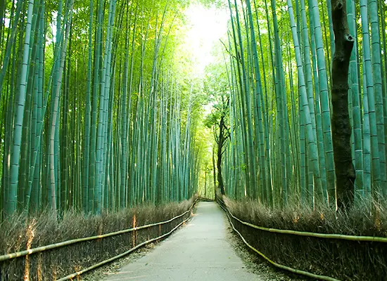 京都_竹林の小径（イメージ）