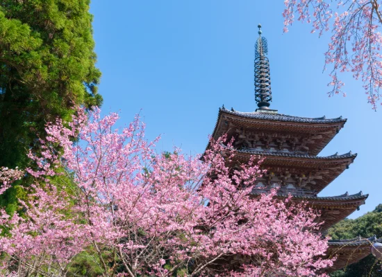 京都_醍醐寺（イメージ）