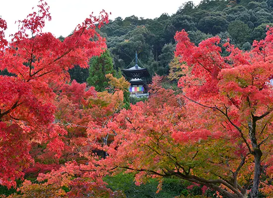 京都_永観堂（イメージ）