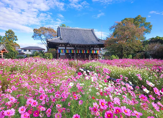奈良_般若寺（イメージ）