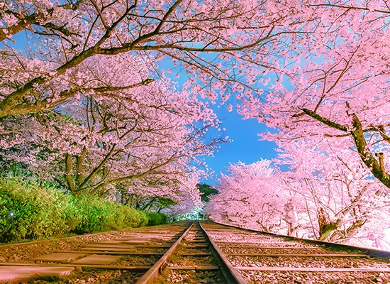 京都_蹴上インクライン（イメージ）