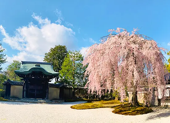 京都_高台寺（イメージ）