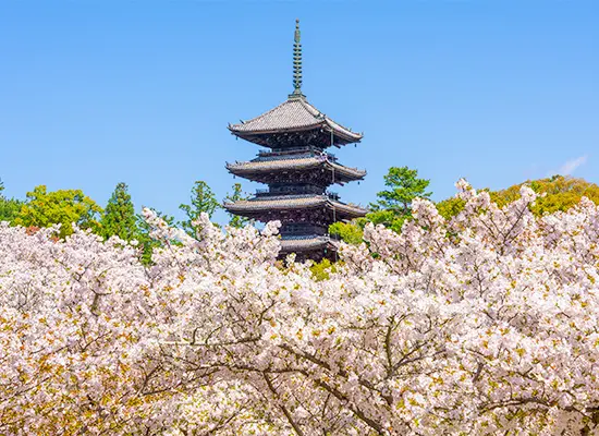 京都_仁和寺（イメージ）