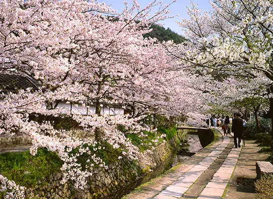 京都_哲学の道（イメージ）