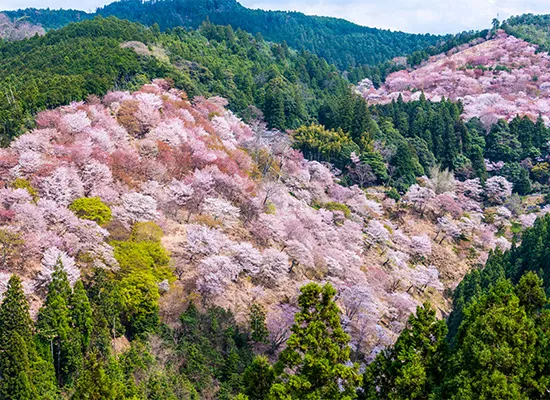 奈良_吉野山（イメージ）