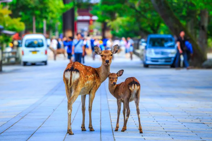 奈良県の観光29選、世界遺産から話題のおすすめ最新スポットを厳選！