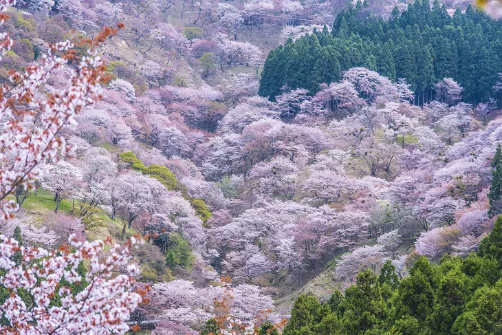 関西地方の桜名所＆お花見スポット18選
