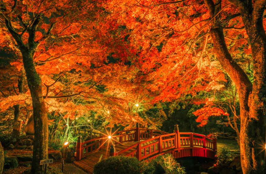 熱海梅園もみじまつり