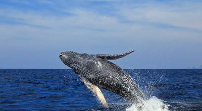 ホエールウォッチング