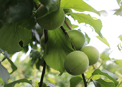 群馬県と言えば青梅!(イメージ)