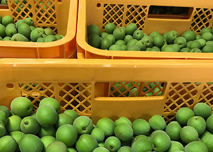 出荷方法は採りたて!(イメージ)