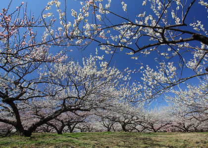 遊休地の活用を行っています(イメージ)