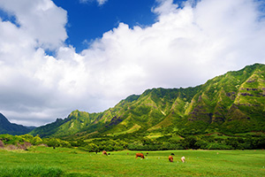 ハワイ（イメージ）