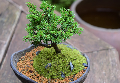 小さな緑のインテリア 苔屋