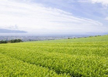 茶畑風景