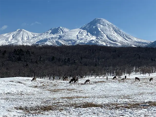 豊かな生態系の中にいる野生動物