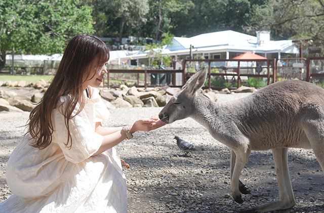 ゴールドコースト　カランビンワイルドライフサンクチュアリー（イメージ）