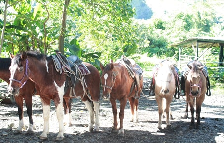 日本語ガイドと行くワイピオ乗馬ツアー