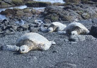 日光浴するホヌたち(カメ)