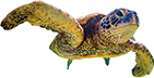 ホヌ