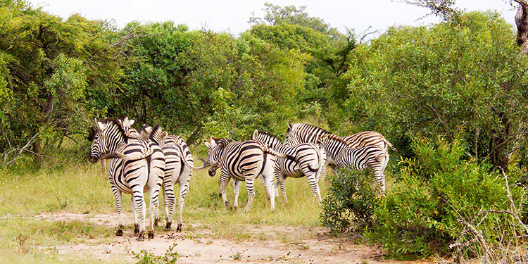 南アフリカ クルーガー国立公園
