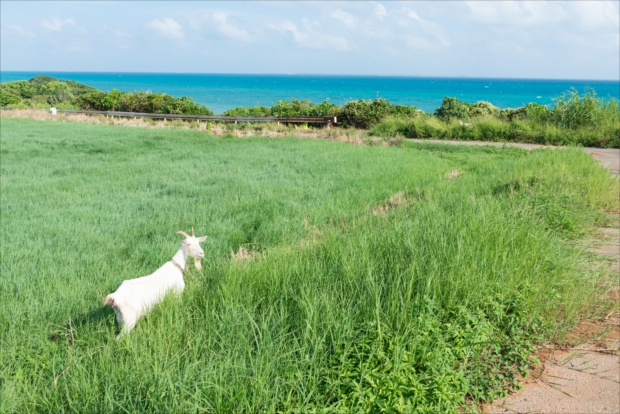時間を忘れる南の小島 小浜島のんびり観光の旅 Catchy