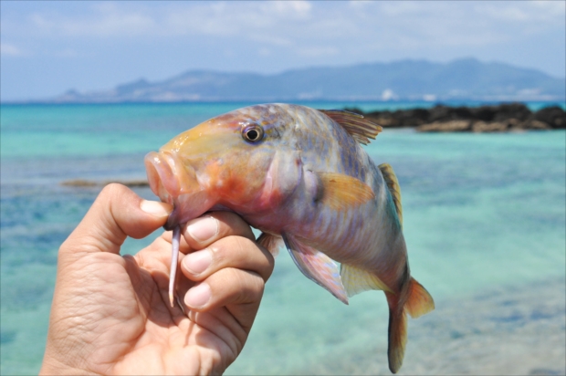 沖縄観光・釣りの旅！ なにが釣れるの？