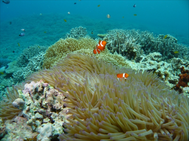ネイチャーアイランド・西表島「美しいサンゴ礁」