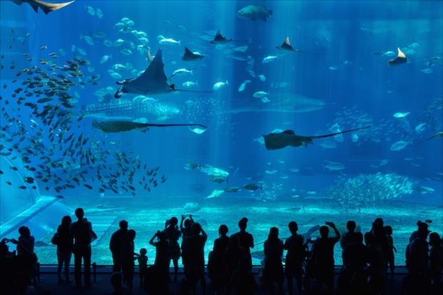 沖縄本島の観光スポットとしては、1、２を争う人気のスポット「沖縄美ら海水族館」。