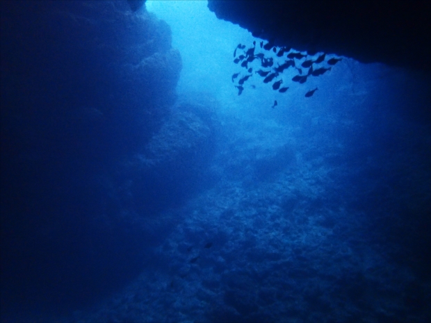 青の洞窟にはたくさんの魚が！