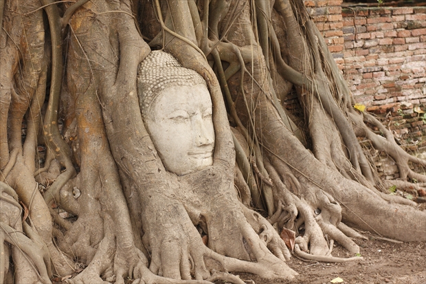 菩提樹の根本で微笑むワット・プラ・マハタートの仏像