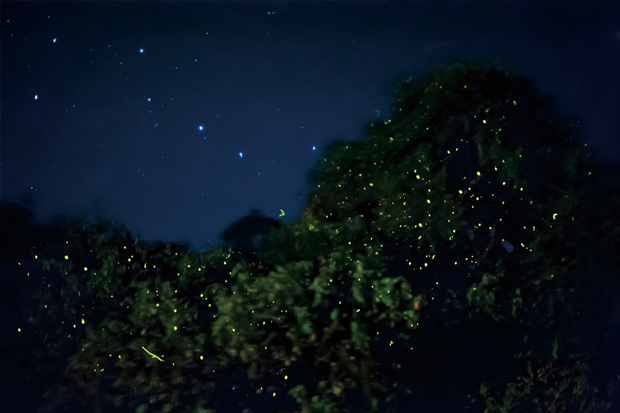 ボルネオ島の夜空に広がる満天の星と、ジャングルに浮かび上がるホタルの光。