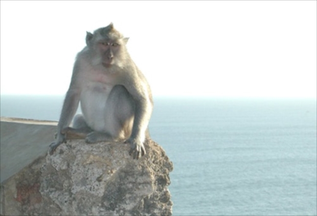 ウルワツ寺院をはじめ、バリ島のいたるところで野生の猿に出会える