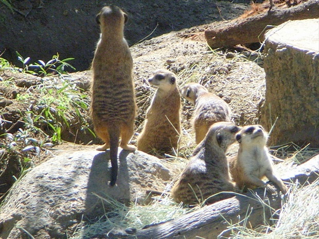 サンディエゴ動物園が 西海岸有数のレジャースポットになっているの知ってる Tripiteasy