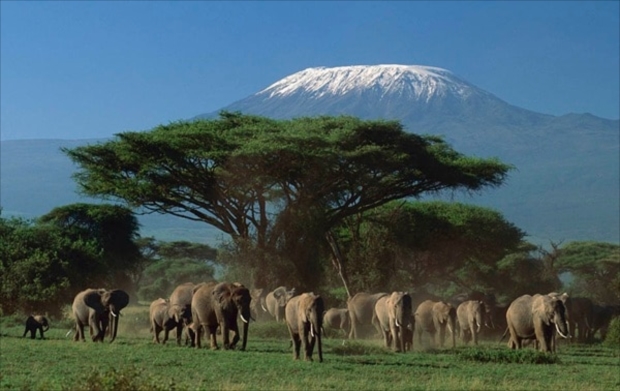 一生モノのケニア旅行 アフリカの大草原ではどんな野生動物に出会える Tripiteasy