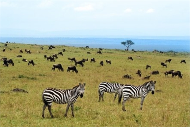 アフリカの大平原では、異なる種類の動物同士が影響し合って暮らしている