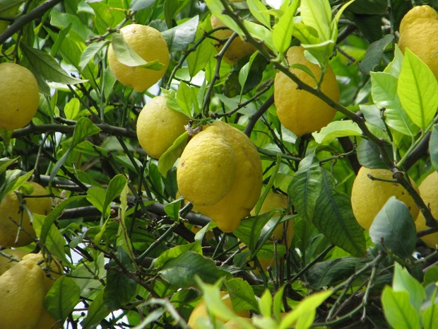 アマルフィ海岸でよく目にするレモンの木。アマルフィ特産のレモンは普通より大きいのが特徴
