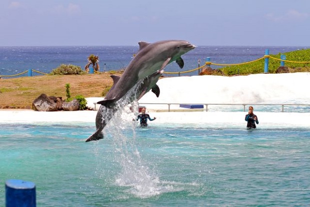 イルカのショーが人気のシーライフ・パーク。休憩を兼ねて立ち寄り、フードコートだけ利用してもいい（画像提供:ハワイ州観光局）