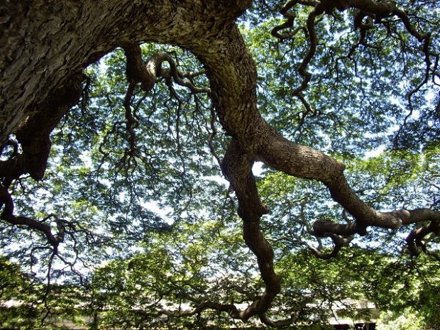 オアフ島にあるモアナルア・ガーデンのモンキーポッドは「この木なんの木～」の歌詞で有名。かつてマーク・トウェインが植えたのも同じ種類（写真はオアフ島モアナルア・ガーデンのモンキーポッド）