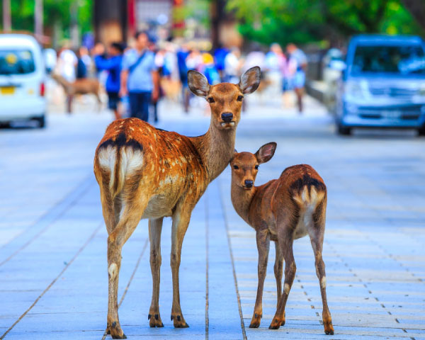 Discover Nara Nara Park