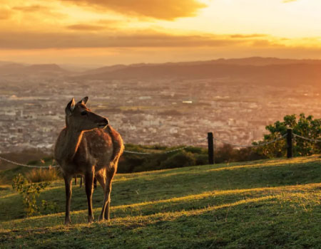Nara Half Day Walking Tour