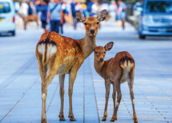 Discover Nara