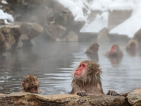 Snow Monkey 1 Day Bus Tour with Beef Sukiyaki Lunch from Tokyo